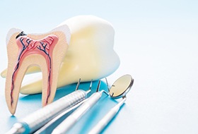 Model of tooth with inner layer and nerves next to dental tools